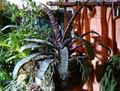 Vriesea splendens Major