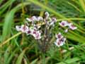 Butomus umbellatus
