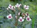 Butomus umbellatus