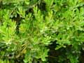 Buxus balearica