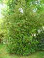 Buxus balearica