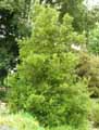 Buxus balearica