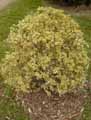 Buxaceae-Buxus-sempervirens-Elegans-Buis-commun-panache.jpg