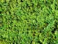 Buxaceae-Buxus-sempervirens-Suffruticosa-Buis-commun.jpg