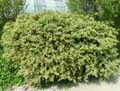 Buxaceae-Buxus-sempervirens-argenteovariegata-Buis-commun-panache.jpg