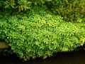 Pachysandra terminalis