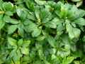 Pachysandra terminalis