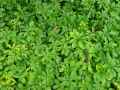 Pachysandra terminalis