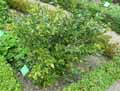 Buxaceae-Sarcococca-confusa-Sealy-Sarcocoque-confus.jpg