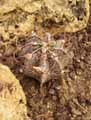 Cactaceae-Astrophytum-capricorne-Astrophyte-capricorne.jpg