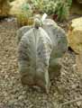 Cactaceae-Astrophytum-myriostigma-Mitre-d-eveque-Bonnet-d-eveque.jpg