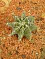 Astrophytum ornatum