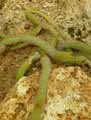 Cactaceae-Bolivicereus-samaipatanus-Cierge-de-Samaipata.jpg