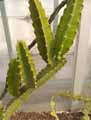 Calymmanthium substerile