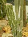 Cactaceae-Cereus-caesius-Cereus.jpg