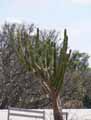 Cereus peruvianus