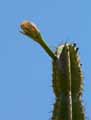 Cereus peruvianus
