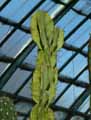 Cereus uruguayanus