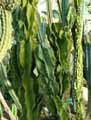 Cactaceae-Cereus-uruguayanus-Cierge-d-Uruguay.jpg
