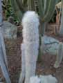 Cactaceae-Cleistocactus-stausii-Silver-torch-Wooly-torch-Cleistocatus-de-Straus.jpg
