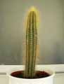 Cactaceae-Cleistocactus-winteri-Cleistocactus.jpg