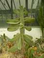 Cactaceae-Consolea-moniliformis-Consolea.jpg