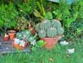 Echinocactus grusonii