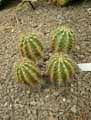 Echinocereus polyacanthus
