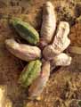 Echinocereus scheeri var gentryi