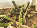 Echinocereus viereckii ssp. morricalii
