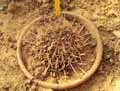 Echinofossulocactus crispatus pentacanthus