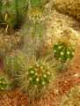 Echinopsis candidans