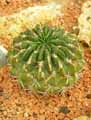 Echinopsis obrepanda