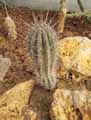 Echinopsis subdenudatus