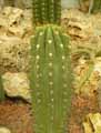 Echinopsis terscheckii