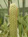 Echinopsis uyupampensis