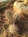 Echocereus brandegeei