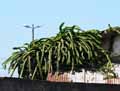 Epiphyllum thomasianum