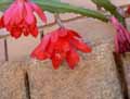 Epiphyllum x Ackermannii