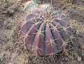 Ferocactus alamosanus