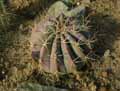 Ferocactus alamosanus