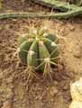 Ferocactus histrix