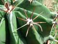 Ferocactus latispinus
