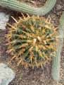Ferocactus latispinus