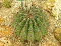 Ferocactus latispinus