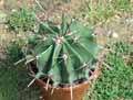 Ferocactus latispinus