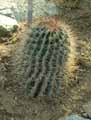 Ferocactus robustus