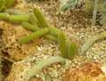 Floresia sp.