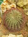 Gymnocalycium mostii var kurtzianum