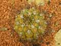 Gymnocalycium pflanzii